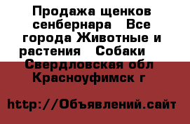 Продажа щенков сенбернара - Все города Животные и растения » Собаки   . Свердловская обл.,Красноуфимск г.